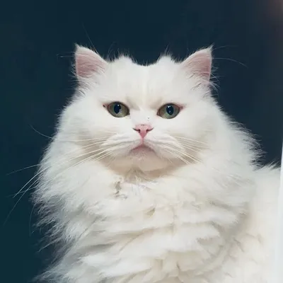 Lovely Milka ๐ค profile