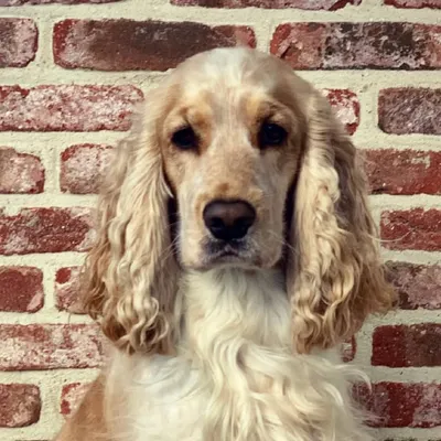 Mylo profile