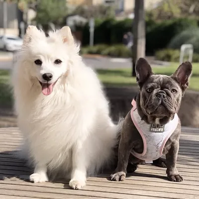 Millie & Boki profile