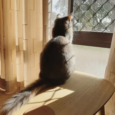 Millie & Me profile