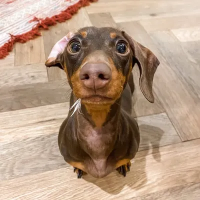 MILLIE I Miniature Dachshund profile