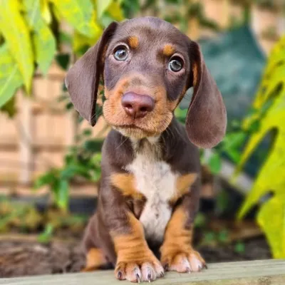 M I L O profile