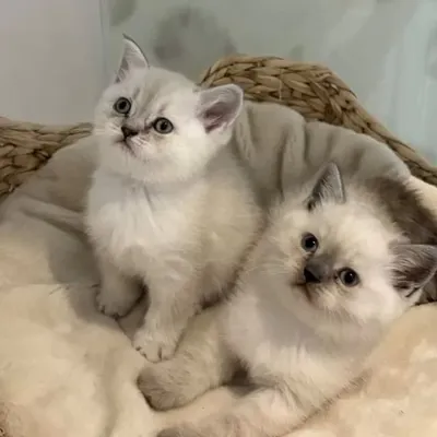 Milo & Shria profile