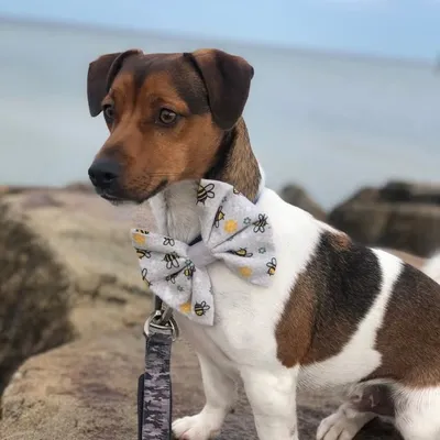 Milo and Buddy🐾 profile