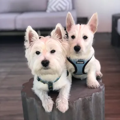 Milo & Winston The Westies profile
