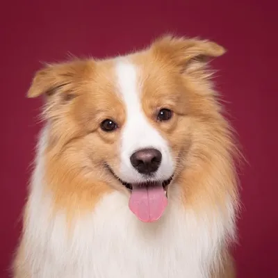 🐾Proud To Be Milo🐾 profile