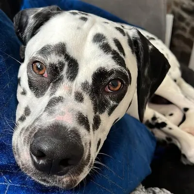Milo the dalmationš¾ profile