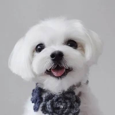 Milo profile