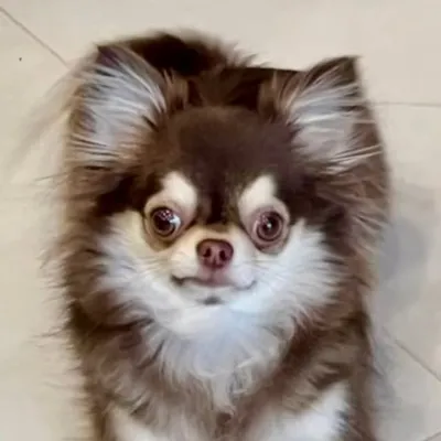 Mimi House profile