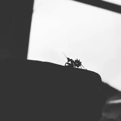Tonka profile