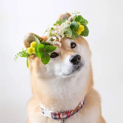 柴犬マロたん。 profile
