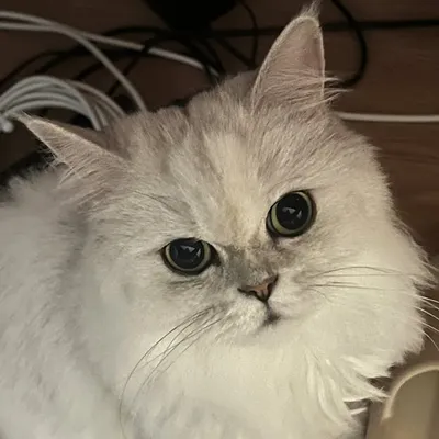 ๐๐๐๐๐๐ข๐ profile