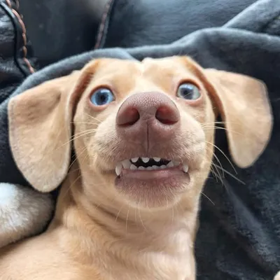 Charlie Boy profile