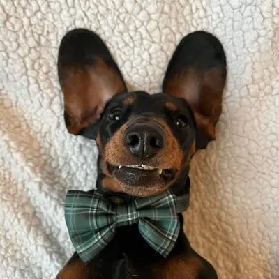 ๐ญ Juno the Jumbo Dog ๐ญ profile