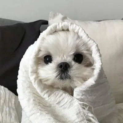 Mini doggies ๐พ profile