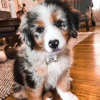 Dill the Mini Aussie profile