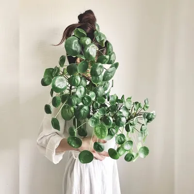 植物啊植物 誰是這個家裡對你最好的人 profile