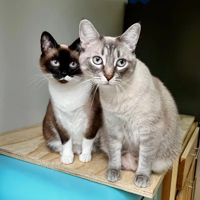 Misha and Mini profile