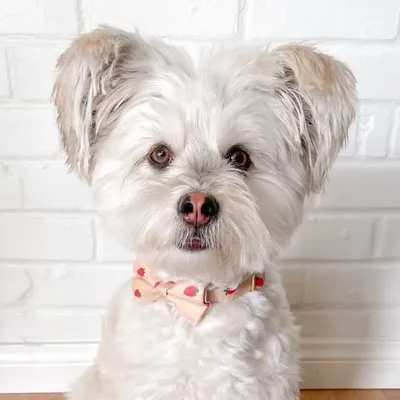 Miso the Rescue Dood profile
