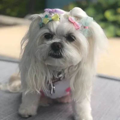 Daisy certified therapy dog profile