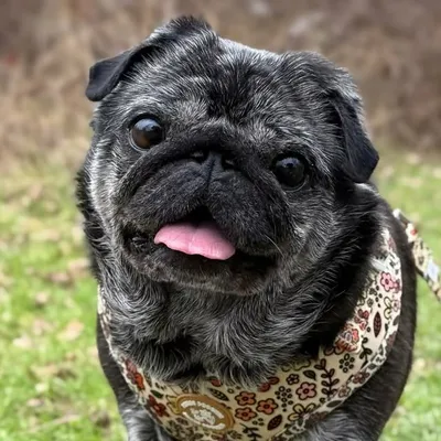 Pearly Pug & family 🖤 profile