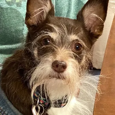 Miss Sophia Therapy Dog profile