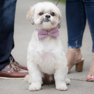 Charlie the Shih Tzu profile