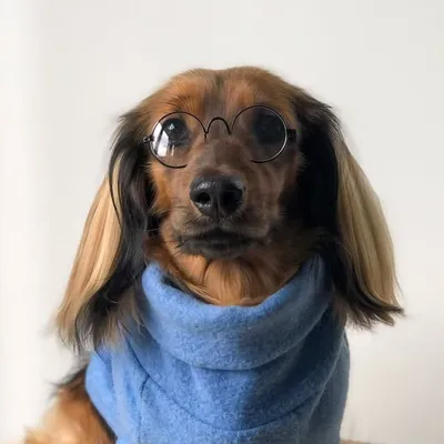 Mister Darcy Little Legs 🎩✨ profile