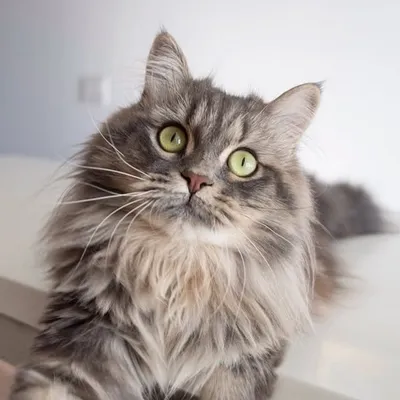 Misya the siberian kitty profile