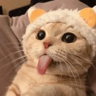 ๐๐ข๐ญ๐ก๐ฎ๐ง ๐๐ฎ๐ฆ๐๐ซ ๐๐๐ฅ profile