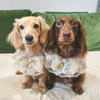 Miu Miu & Mia profile