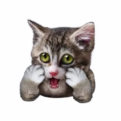 Miyavettinabi Komik Kedi Videoları profile