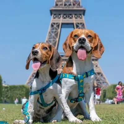 ๐ MJ&Will ~ Flying Ears Beagles ๐ profile