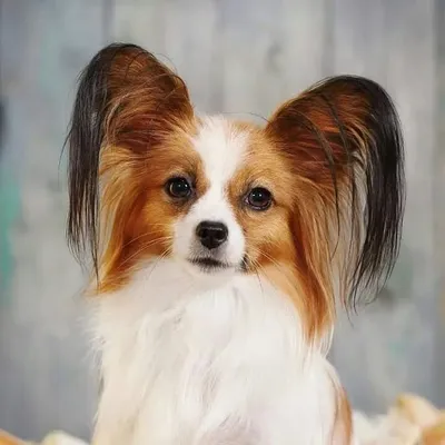 Khüßhbøó profile