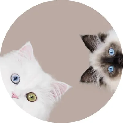 Mia & Jerrie | Purrfect challenges profile