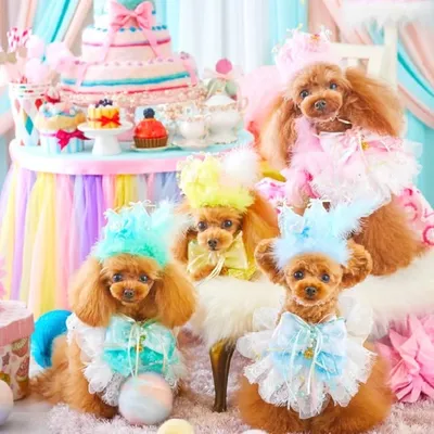 Moamoet #トイプードル #ティーカッププードル #愛犬 #dogmodeles #愛犬 #小型犬 profile