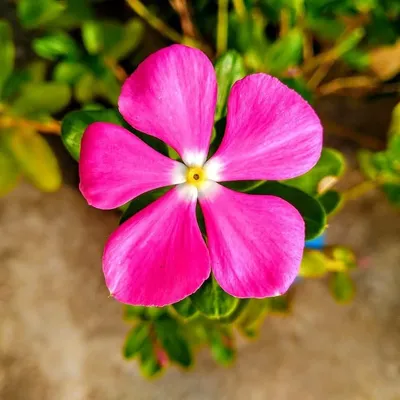 Mobile Photography📸 profile