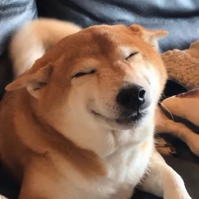 mocca_shiba profile