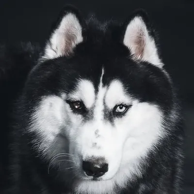 Mocha the Husky profile