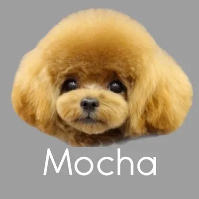 ♡Mocha♡ モカ profile