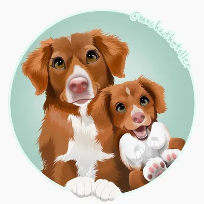 Mocha The Toller ๐พ profile