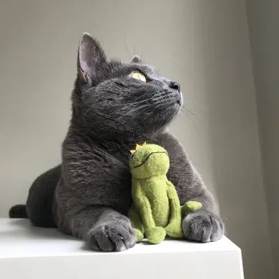 mochi profile