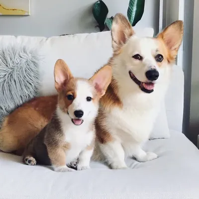 Mochi & Taro The Corgis profile