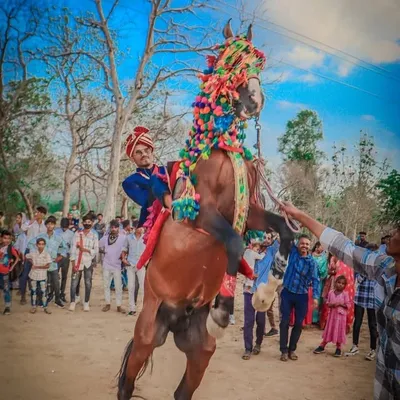 🐴HORSE LOVES BUJHA RJ 27🐴 profile