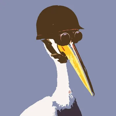 Modest Pelican profile
