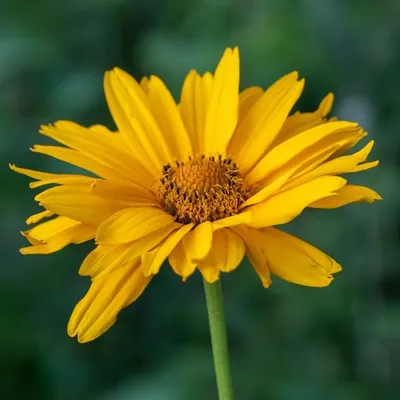 Moely Prairie profile