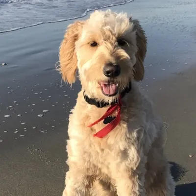 Moe The Cutie profile