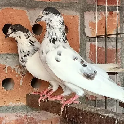 chuhar majara pigeon club๐๏ธ๐๏ธ๐๏ธ profile
