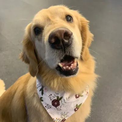 Goldens&&kitties🐾 profile
