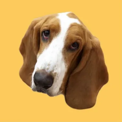 Mojo The Basset Hound ๐ฎ๐ณ profile
